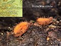 Scutellinia crinita-amf1415